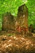 Ruine im Hundscheider Wald