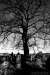 Alter Baum auf dem Friedhof