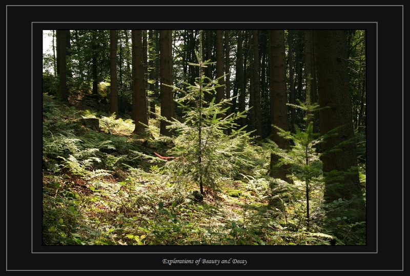 Serriger Tal - Altfes - Maunert (Saarburg - Taben) 055