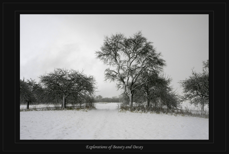 Baueme im Schnee