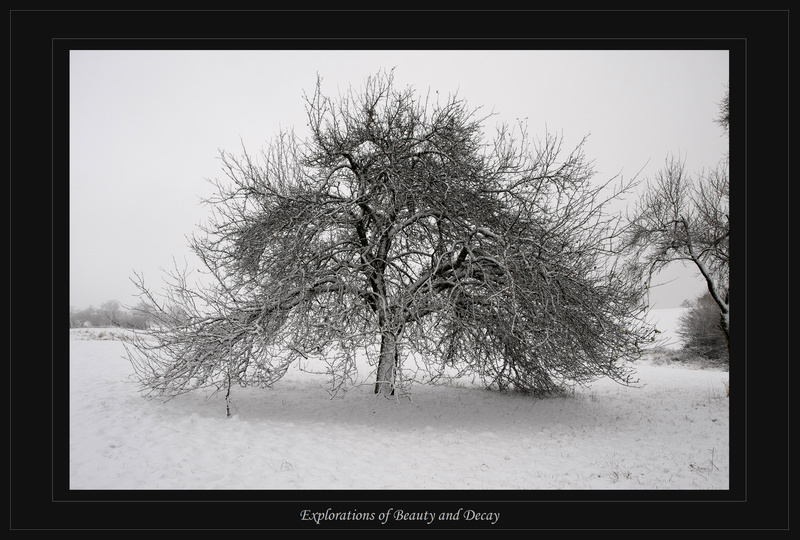 Baum im Schnee