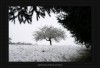 Apfelbaum im Schnee (Thumbnail)