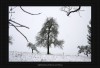 Einsamer Baum