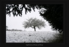Apfelbaum im Schnee