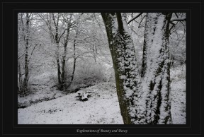 Schnee am Baumstam