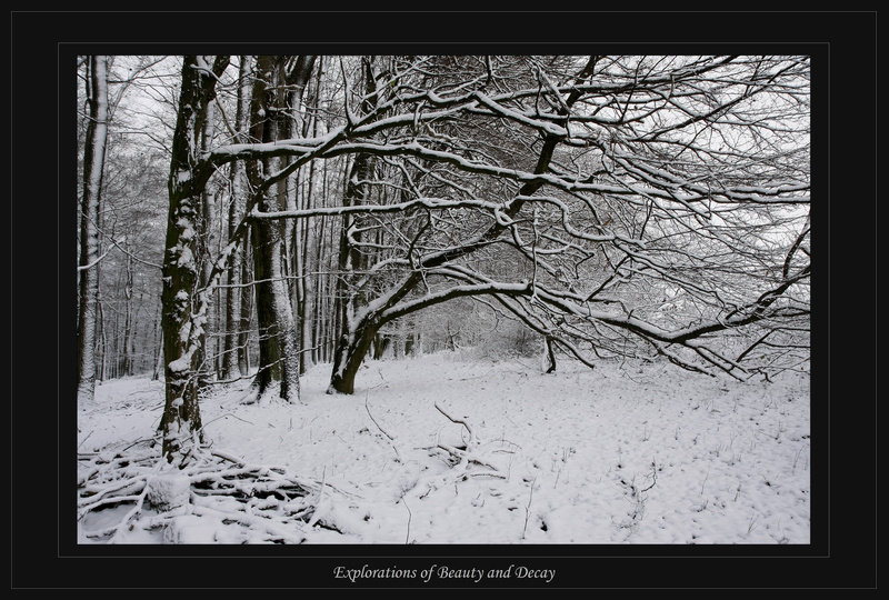 schneebedeckte baueme