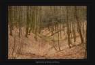 Engscheider Wald 11