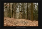 Engscheider Wald 16