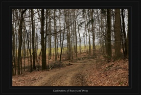 Engscheider Wald 04