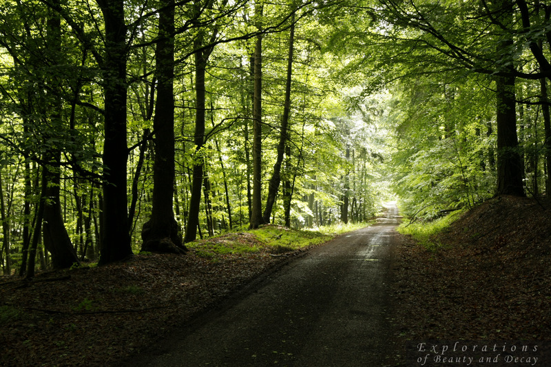 Waldweg 02