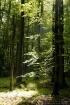 Sonnenlicht im Wald