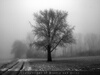 Einsamer Baum im Nebel (Thumbnail)