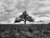 Baum Foto: Apfelbaum