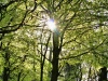 Baum Foto: Deciduous Forest