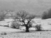 Baum Foto: Die alte Eiche