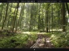 Wald Foto: Nach dem Regen