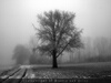 Baum Foto: Einsamer Baum im Nebel