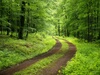 Wald Foto: Green Forest Trail