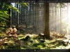 Wald Foto: Sonnenstrahlen im Nebel