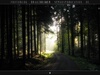Wald Foto: Light my Path