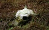 Totenschdel Foto: Satans Skull