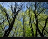 Wald Foto: Spring Forest