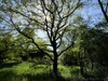 Baum Foto: Spring Tree Silhouette
