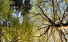 Baum Foto: Treetops
