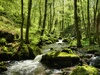 Wald Foto: Waterfalls