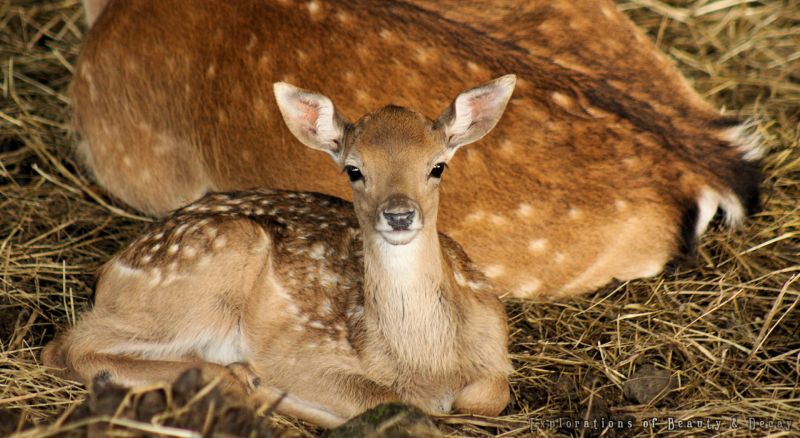 Bambi