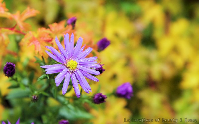 Berg-Aster