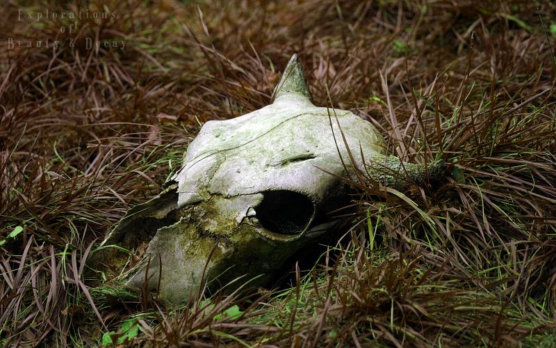 Satans Skull