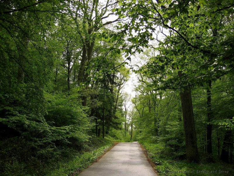 Waldstrae